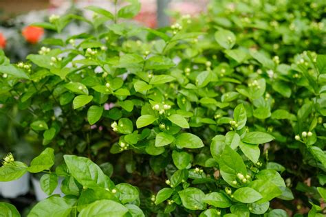 茉莉花 澆水|茉莉浇水的时间/方法/水量/频率